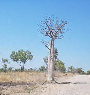 Boab tree