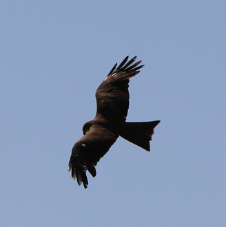 Brown falcon