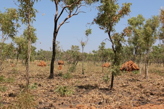 Termite mounds